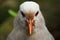 Kagu, endangered new caledonian bird look at you