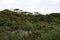 Kahikatea swamp forest at Ship Creek beach on West Coast New Zealand