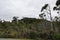 Kahikatea swamp forest at Ship Creek beach on West Coast New Zealand