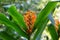 A Kahili Ginger flower surrounded by green leaves