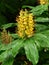 Kahili ginger or Hedychium gardnerianum flowers after rain