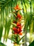 Kahili Ginger Plant