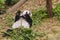 Kai Kai, Giant Panda resident of Singapore Zoo River Safari enclosure, feeding on bamboo on September 26, 2020