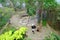 Kai Kai the male panda eating bamboo in its habitat