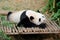 Kai Kai the male panda resting