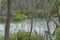 Kaiapoi River walk trees and spring flowers