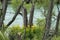 Kaiapoi River walk trees and spring flowers