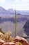 Kaibab century plant, agave in of Grand Canyon