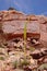 Kaibab century plant, agave in Grand Canyon