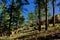 Kaibab Forest at North Rim Arizona