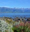 Kaikoura Coast, Mountains and Spring Flowers