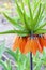 Kaiser crown Fritillaria imperialis flower