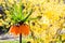 Kaiser`s crown Fritillaria imperialis flower on blooming Forsythia background