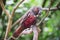 Kaka Bird eating in Tree