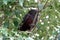 Kaka bird in tree on North Island, New Zealand