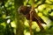 Kaka - Nestor meridionalis - endemic parakeet living in forests of New Zealan