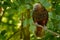 Kaka - Nestor meridionalis - endemic parakeet living in forests of New Zealan