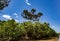 Kakadu Banks of the South Alligator River