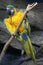 Kakadu Yellow Parrot wild nature tropic