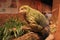 Kakapo Endemic Parrot of New Zealand