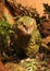 Kakapo Endemic Parrot of New Zealand