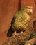 Kakapo Endemic Parrot of New Zealand
