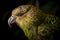 Kakapo - New Zealand (Generative AI)
