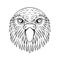 Kakapo Owl Parrot Head Drawing Black and White