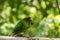 Kakariki Green Parakeet Holding Food