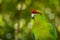 Kakariki Green Parakeet Portrait