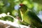 Kakariki Green Parakeet In Sunlight