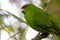 Kakariki, New Zealand Red Crowned Green Parakeet Close Up