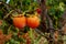 Kaki tree branch with ripe fruits