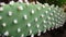 Kaktus :a rough finesse