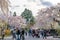 Kakunodate Bukeyashiki Street (samurai residences) in springtime cherry blossom season sunny day