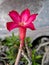 Kalachuchi also known as Plumeria rubra scientific name It has the common name Frangipani or temple flower