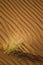 Kalahari desert dunes with dry grass in the Kgalagadi