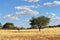 Kalahari desert and gemsbok (Oryx gazella)