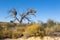 Kalahari desert landscape with Weaver bird nests
