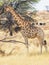 Kalahari Giraffe