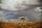 Kalahari landscape in the summertime.
