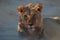 Kalahari Lion Male - After the kill 3