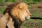 A Kalahari lion, Panthera leo