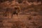 Kalahari Lion on patrol