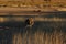 Kalahari Lion - Sunset