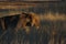 Kalahari Lion - Sunset Walk