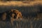 Kalahari Lion - Sunset Walk 2