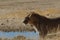 Kalahari Lion - Waterhole