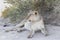 Kalahari Lioness Panthera leo with full belly after a hunt  dozing in the shade, Kgalagadi Transfrontier park, South Africa