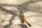 Kalahari Scrub-robin